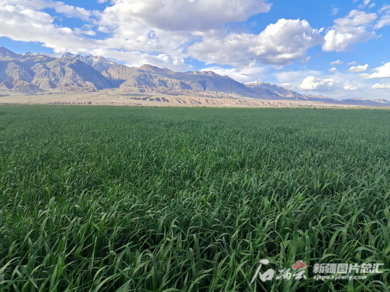 疆企創(chuàng)新路丨新疆邁特威草業(yè)：做好飼草產業(yè)助力畜牧業(yè)轉型