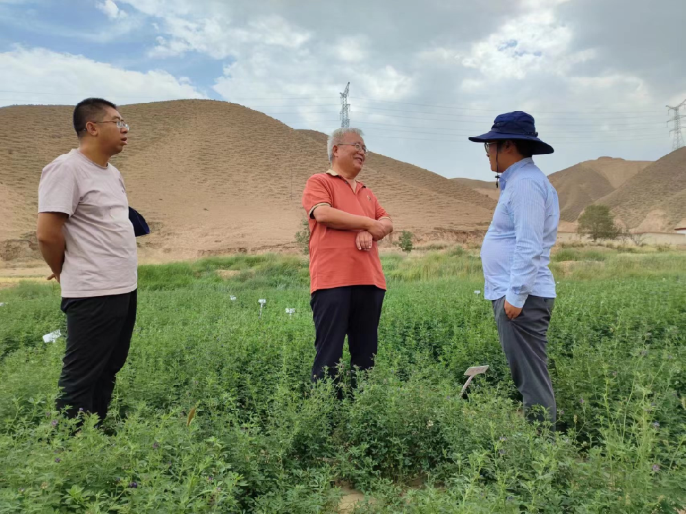 三杰牧草（楊凌）研究院院長陳海濤博士和金昌三杰牧草有限公司副總經理史小強蒞臨我公司蘭州飼草牧草制種試驗站考察調研