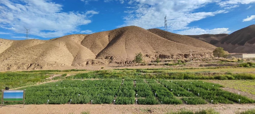 華豐草業(yè)苜蓿種質資源圃建成