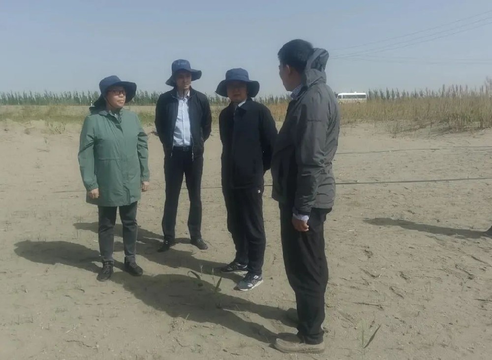 中國科學院曹曉風院士五一期間，不辭辛苦，親臨指導“田菁”在沙漠鹽堿地種植